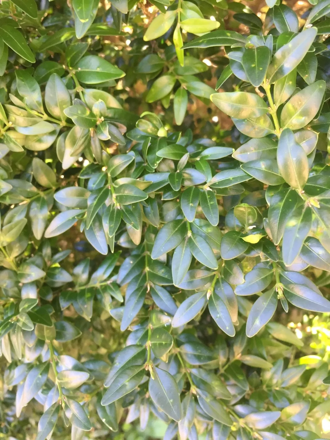 Buxus megistophylla